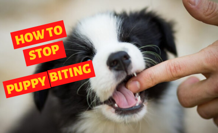 How to Stop a Puppy From Biting You in 2019