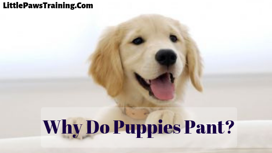Why is My Puppy Panting at Night?