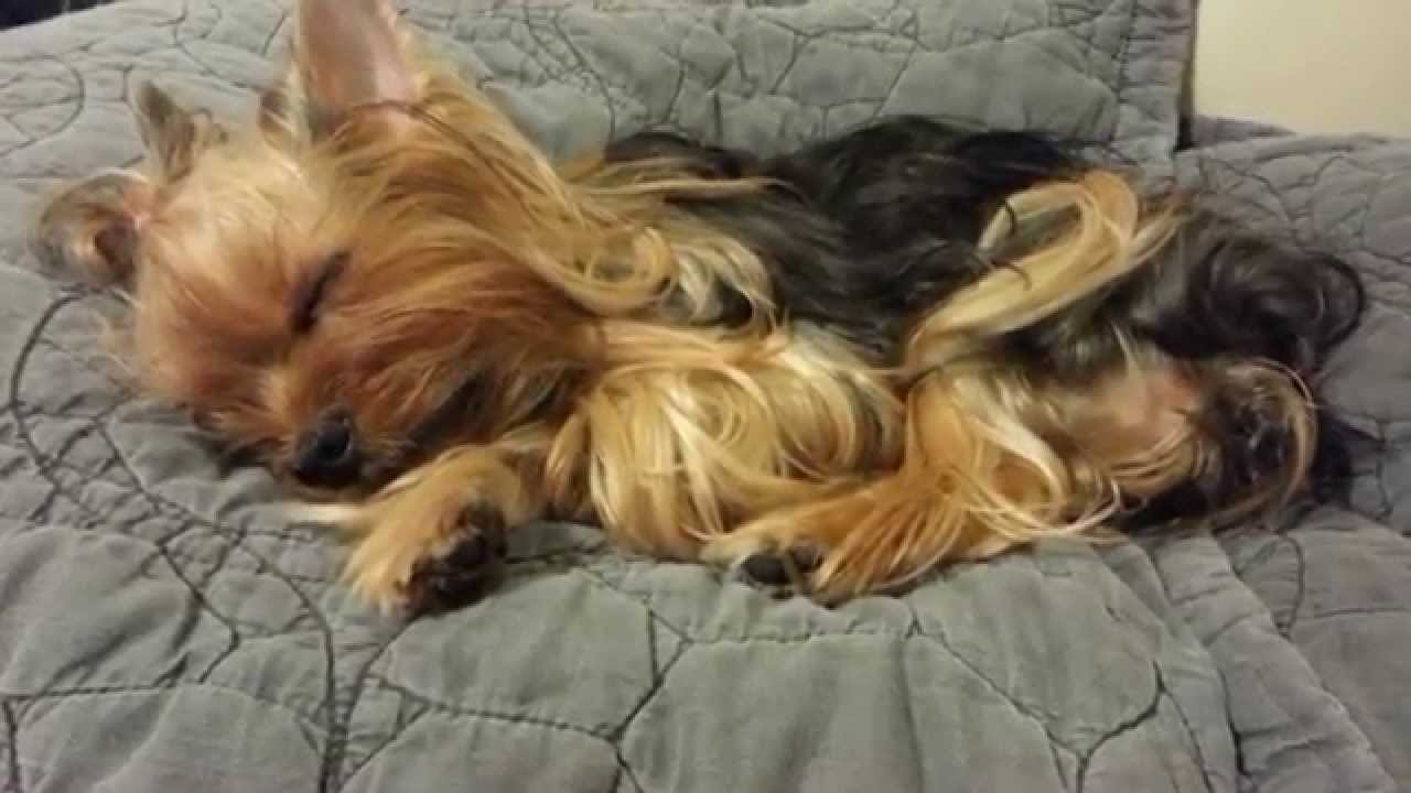 napping method to crate train a yorkie