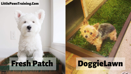 DoggieLawn vs Fresh Patch: Which is the Better Indoor Potty?