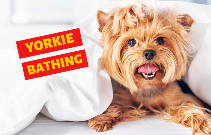 HOW OFTEN SHALL YOU BATHE YOUR YORKIE