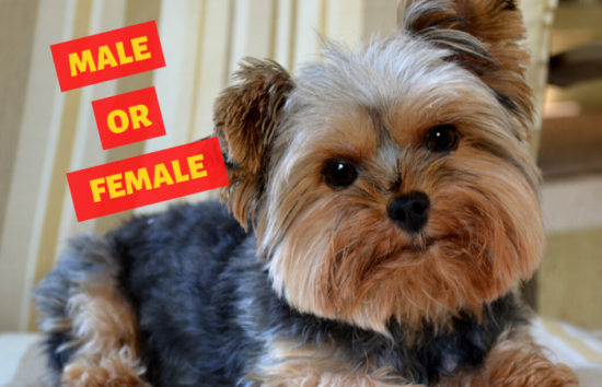 Male vs Female Yorkies [Which one to go for?]