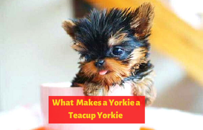 What makes a Yorkie a Teacup Yorkie