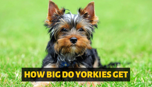 How big do Yorkshire Terriers grow?