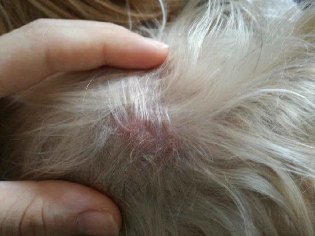 Yorkshire Terrier Skin Problem and Itching 