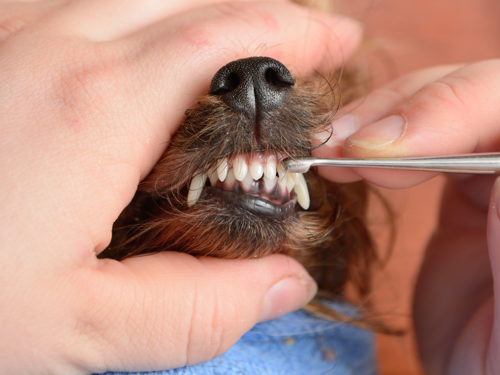 All about Yorkshire Terrier Dental Care