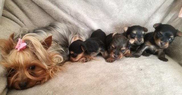 how to care for yorkie during pregnancy