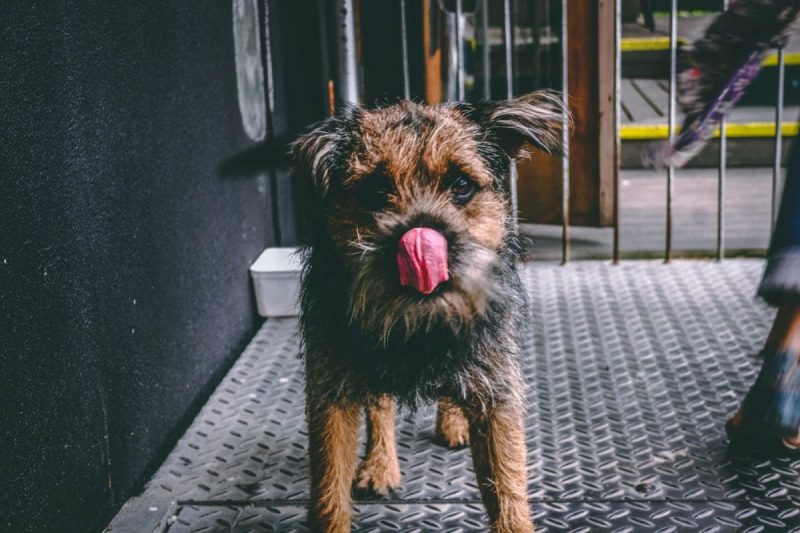 why do yorkies lick so much
