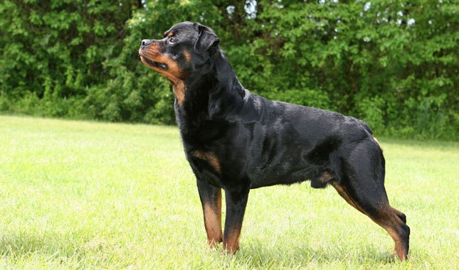 intro to rottweilers
