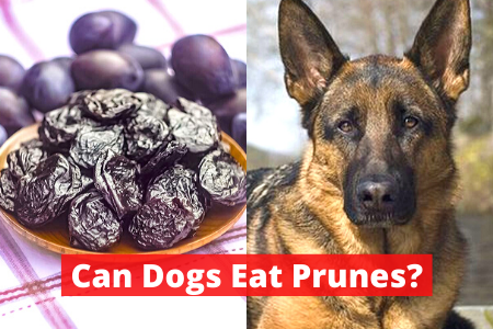 Can dogs eat Prunes? | Read This Before you Feed
