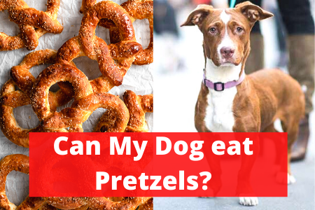 Can Dogs eat Pretzels? Read this Before you Feed it