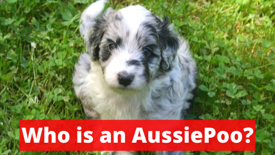 Aussiepoo v/s Aussiedoodle: What is the Difference between them?