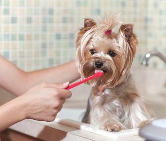 how to prevent bad breath in your yorkie