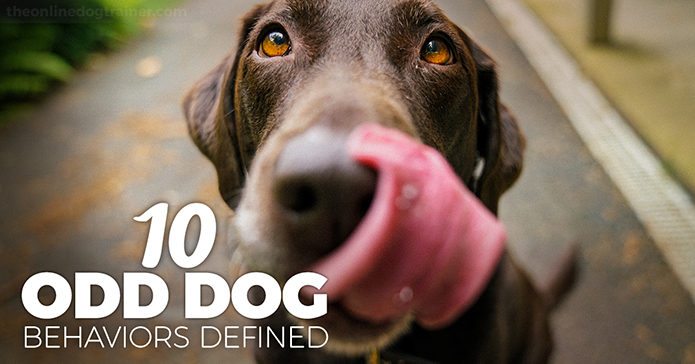 Why Does My Dog Do This?…5 Odd Dog Behaviors Defined