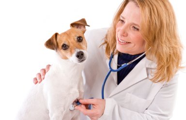 How to Protect Your Puppy from Future Health Problems