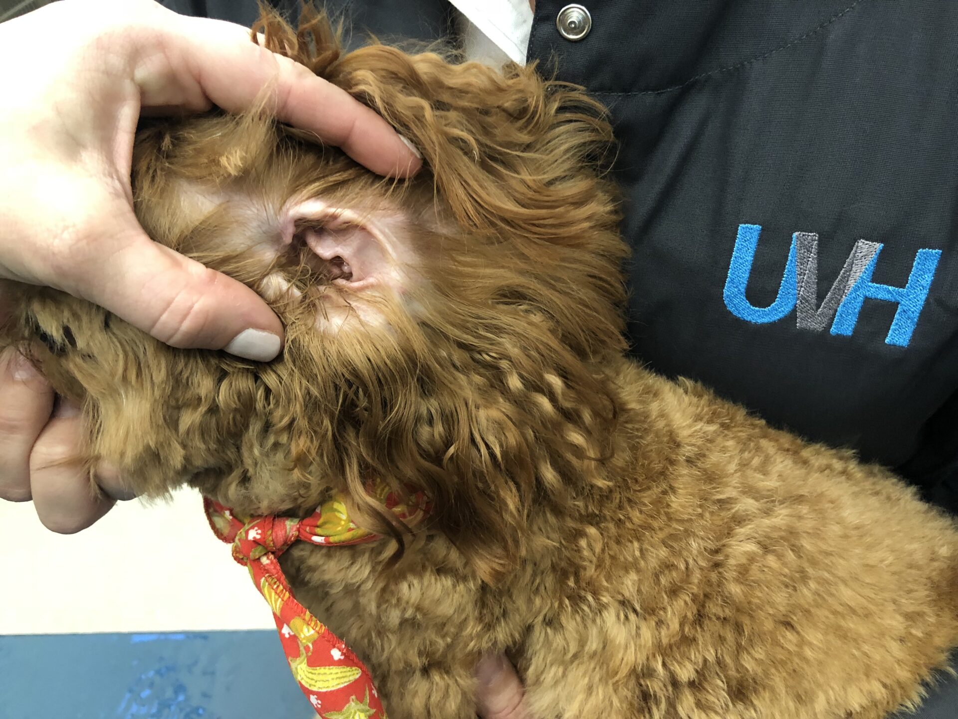 What are the Most Common Infections in Dogs: How to Treat and Prevent Them?