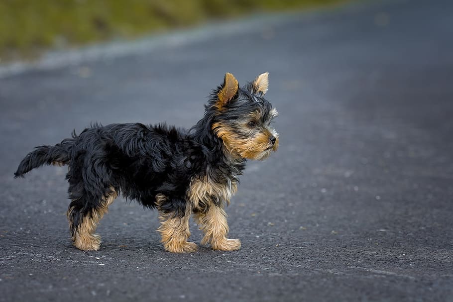 Black and Tan color Yorkie puppy