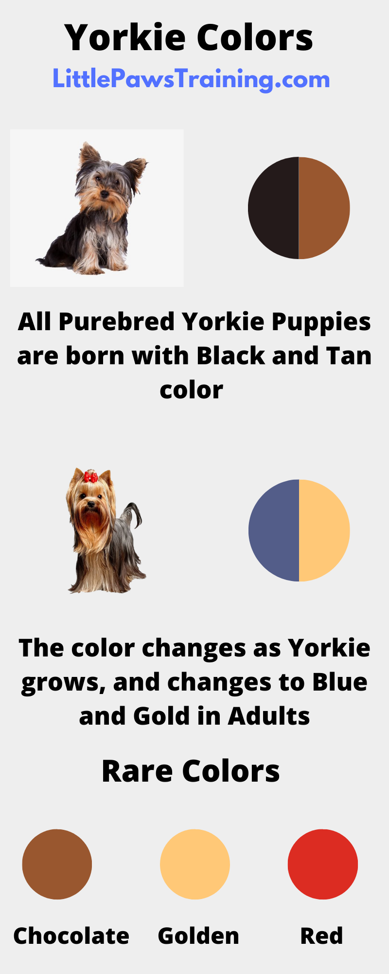 Yorkie Color Chart 