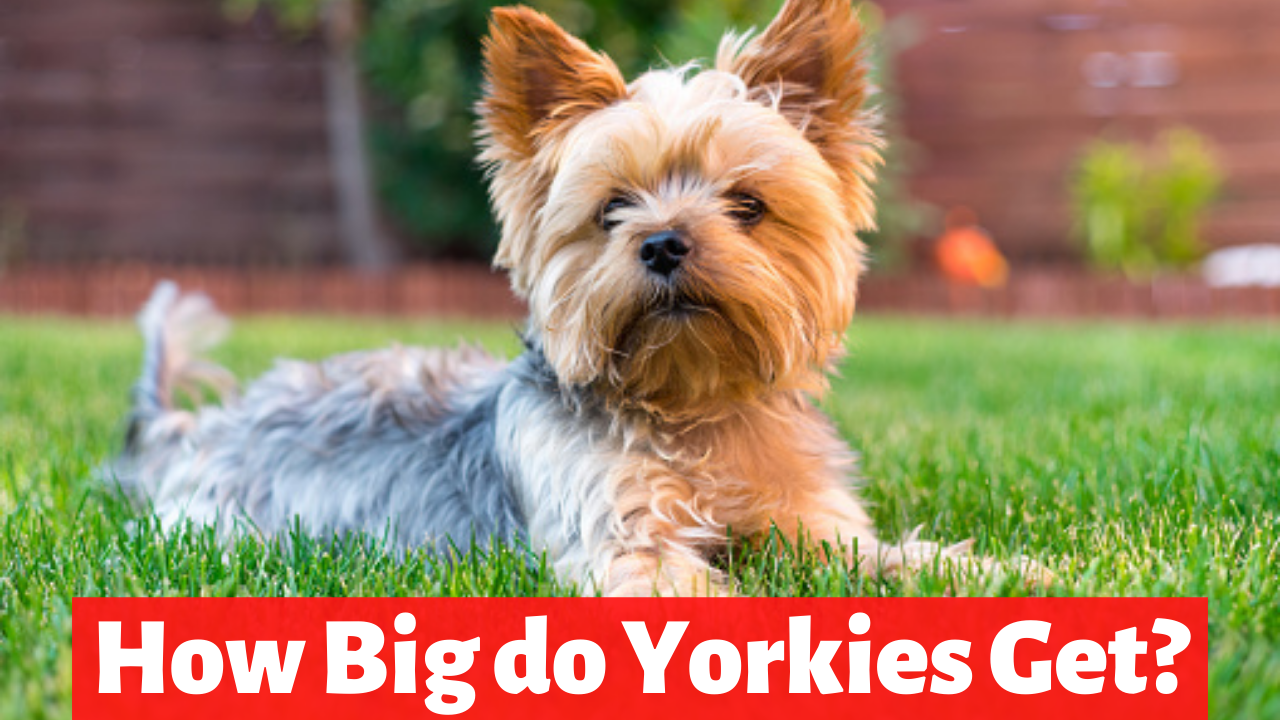 Yorkshire Terrier Growth Chart: How big do Yorkies get?