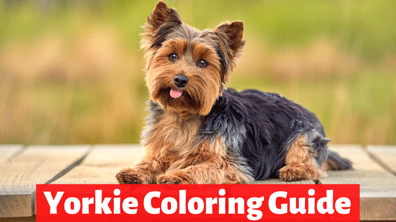 Yorkshire Terrier coloring