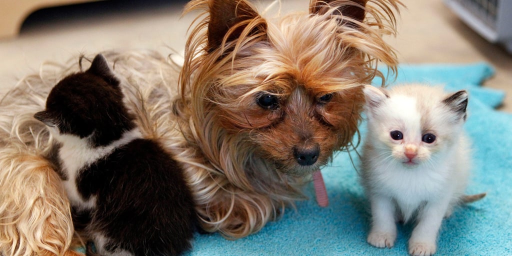 yorkie and cat together