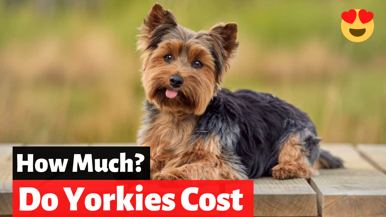 what's the cost of a yorkie