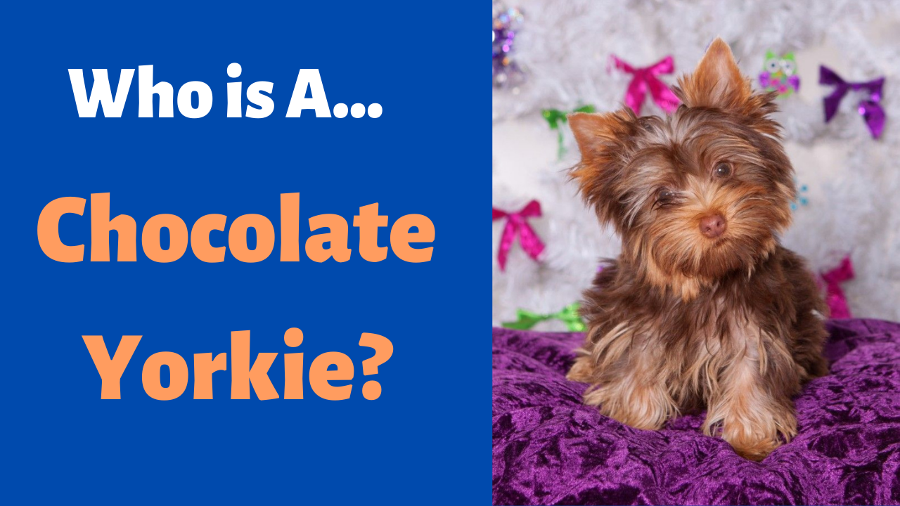 who is a chocolate yorkie
