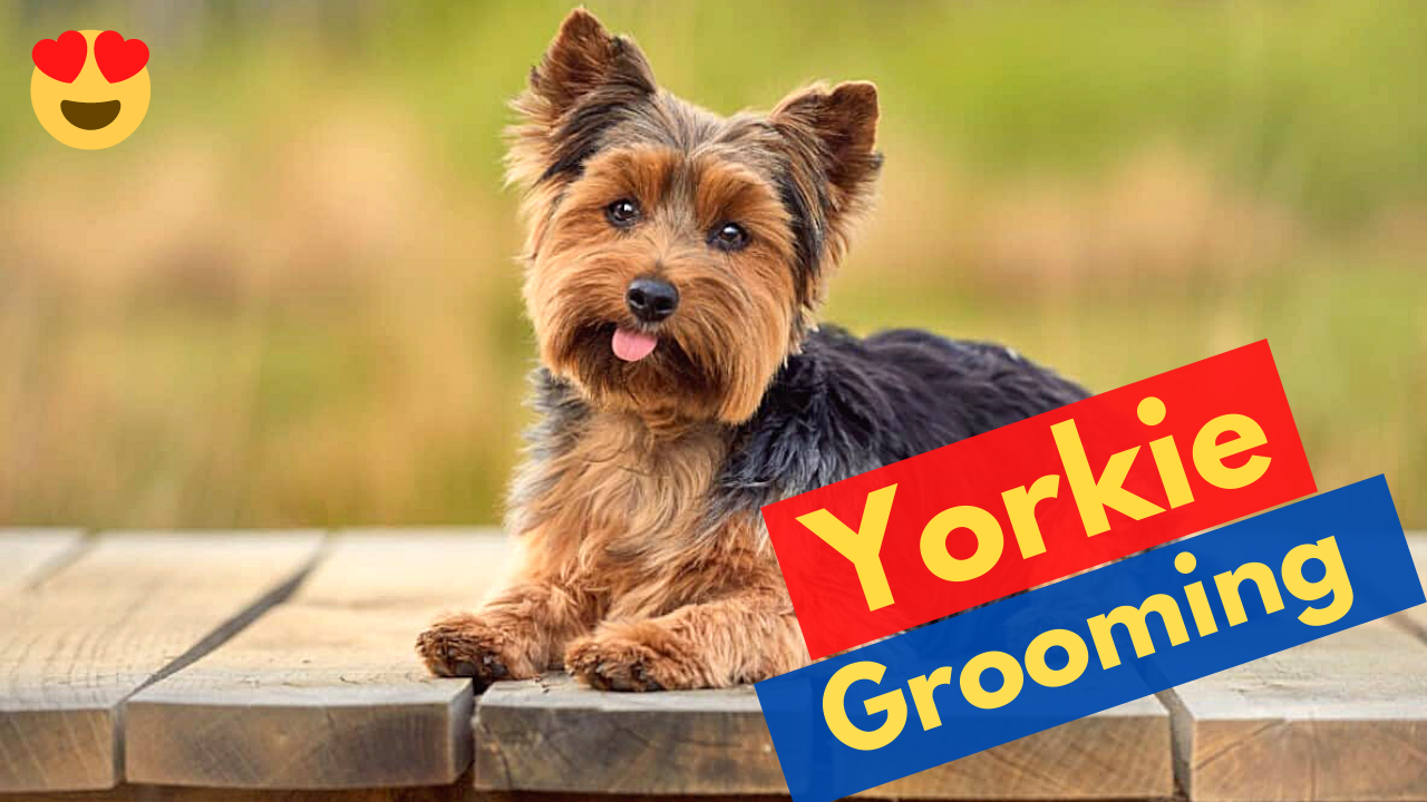 How to Groom a Yorkie easily at Home?