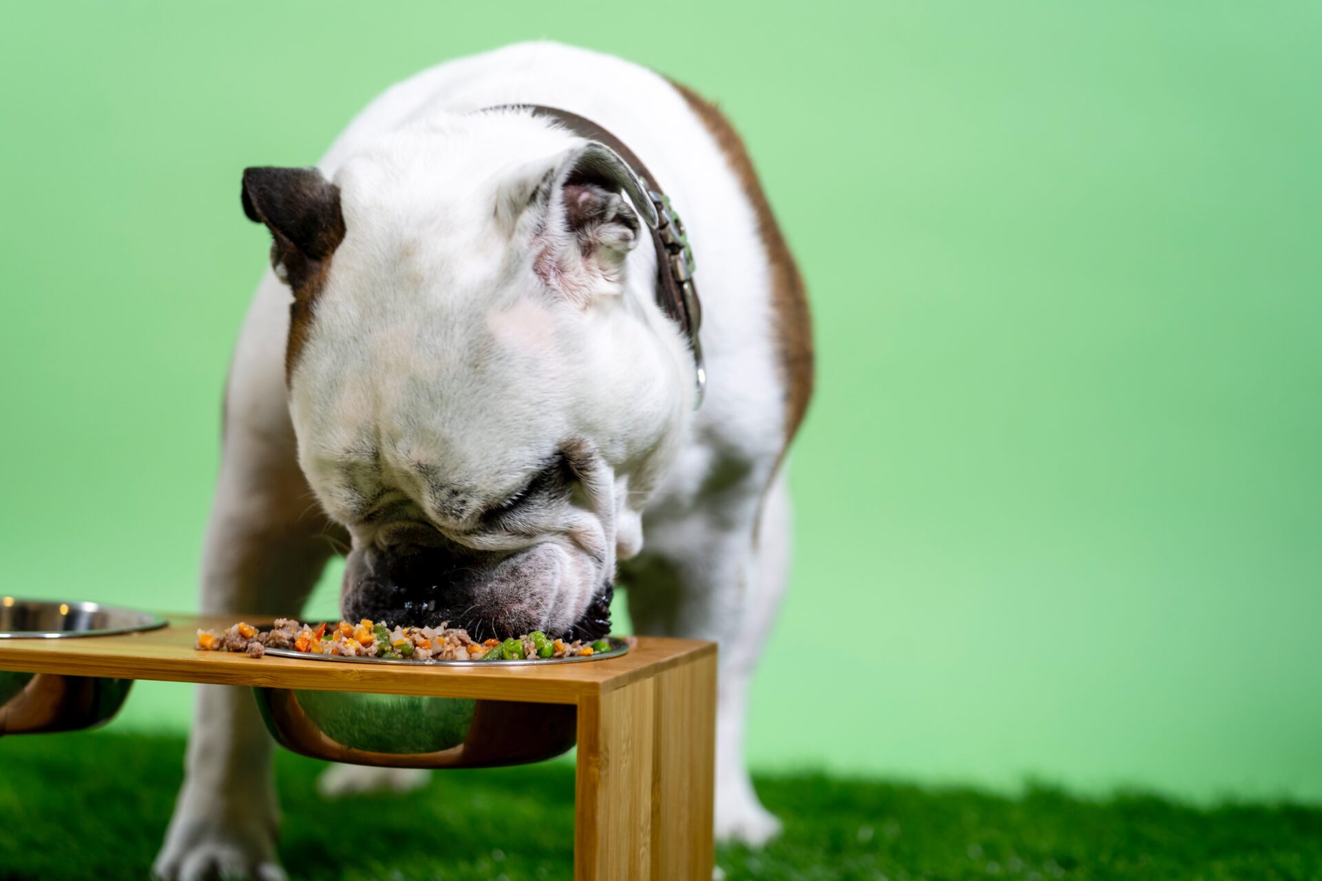 5 nutrients for your dog