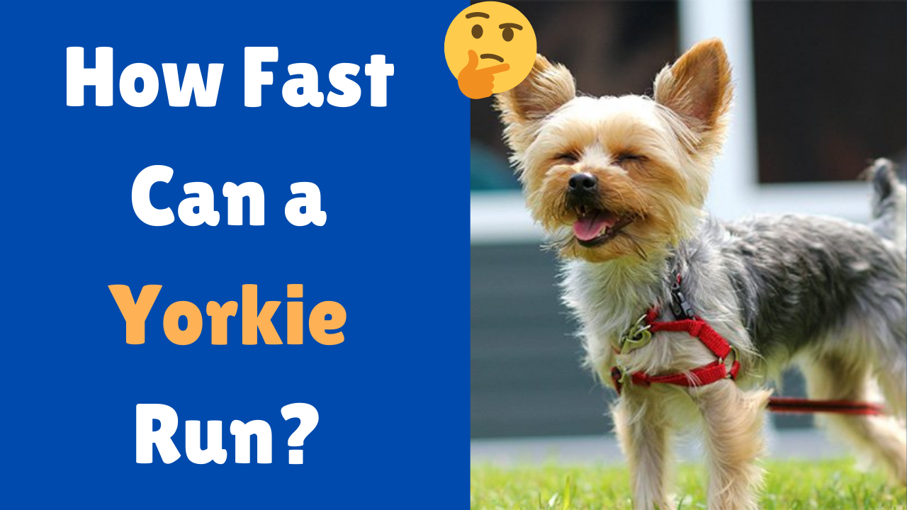How Fast can a Yorkie run?
