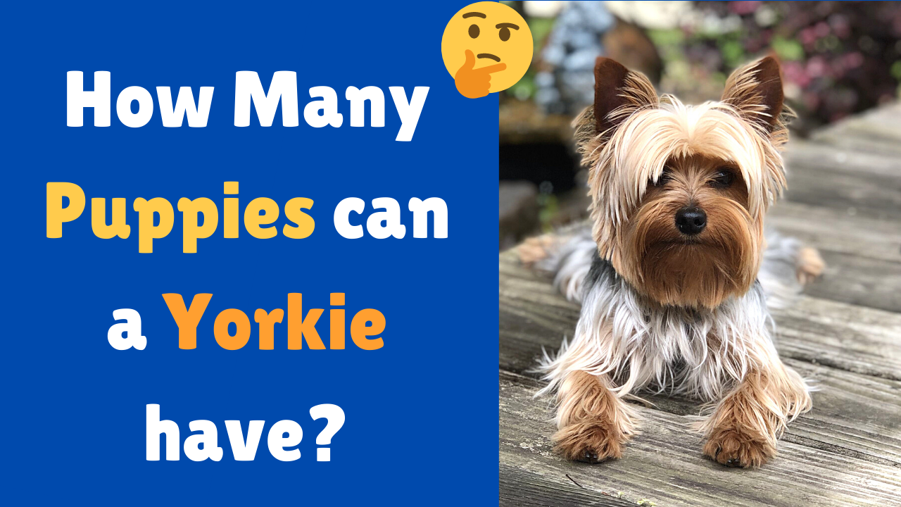 How Many Puppies can a Yorkie have