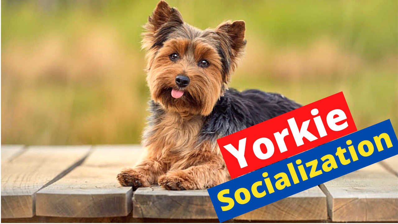 How to Socialize your Yorkie puppy quickly?