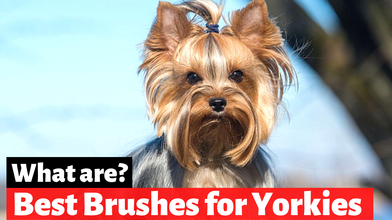 Best Brushes for your Yorkie’s Coat (& Other Grooming Tools)