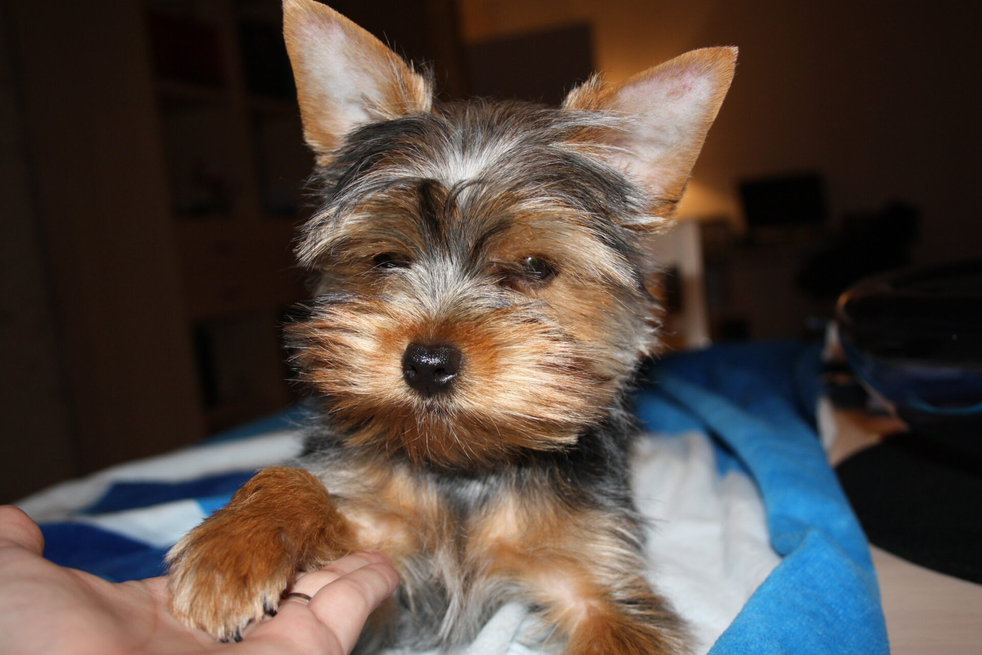 clean a yorkie's ear canals