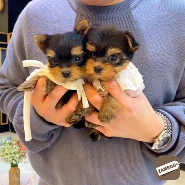 how many puppies can a yorkie have
