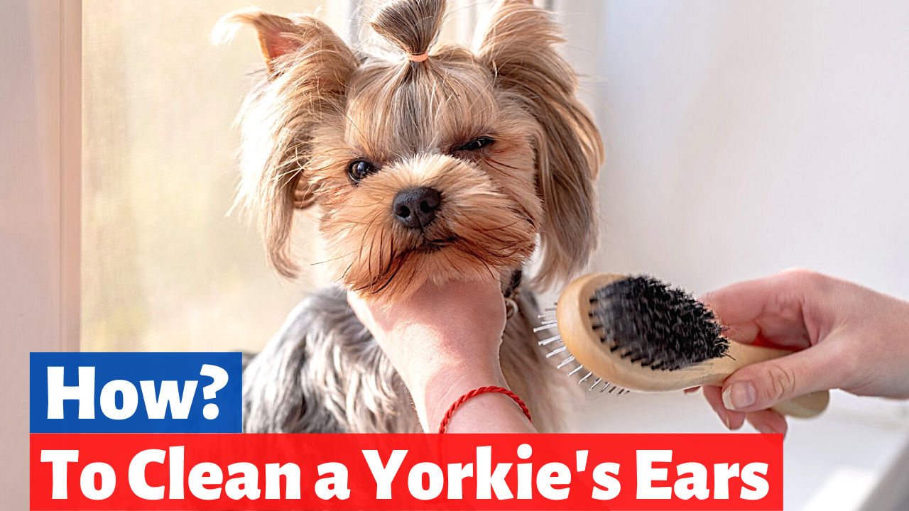 how to clean a Yorkie's ears