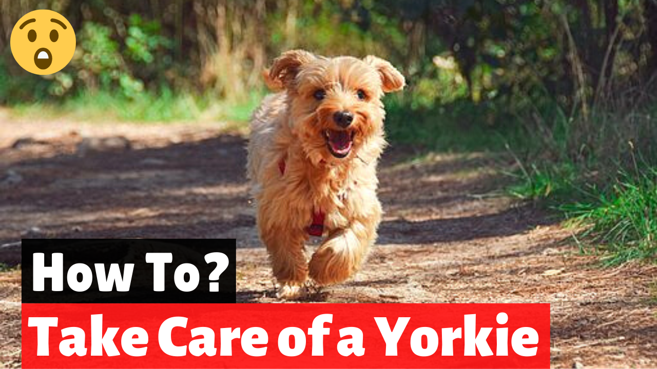 how to take care of your yorkie puppy easily