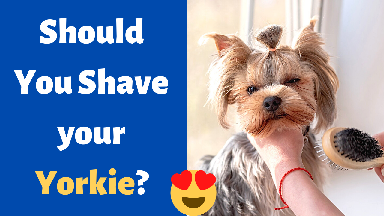 should you shave your yorkie?