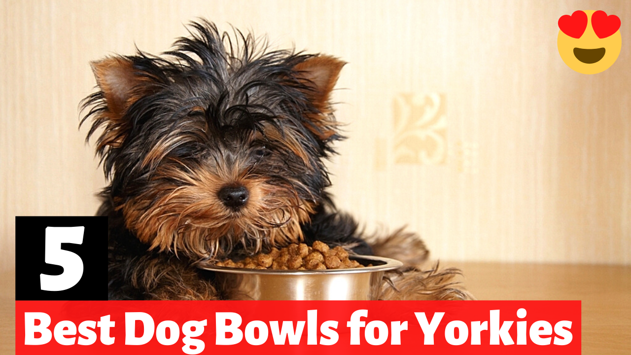 5 Best Dog Bowls for Yorkies in 2022