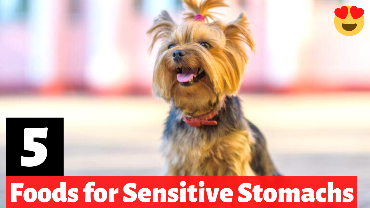 5 Best Dog Foods for Yorkies with Sensitive Stomach