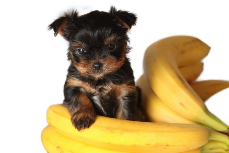 how to cook bananas for yorkies