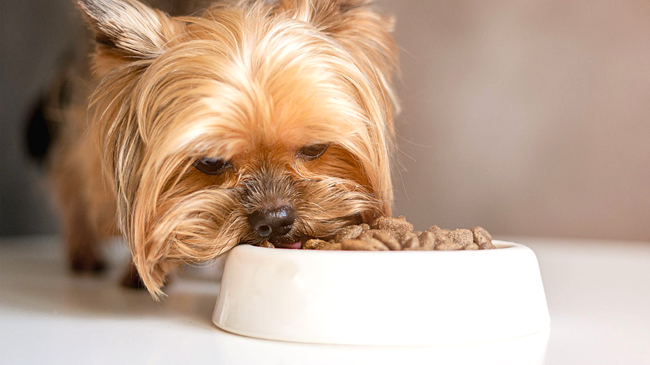 how to find best dog food for yorkies with sensitive stomach