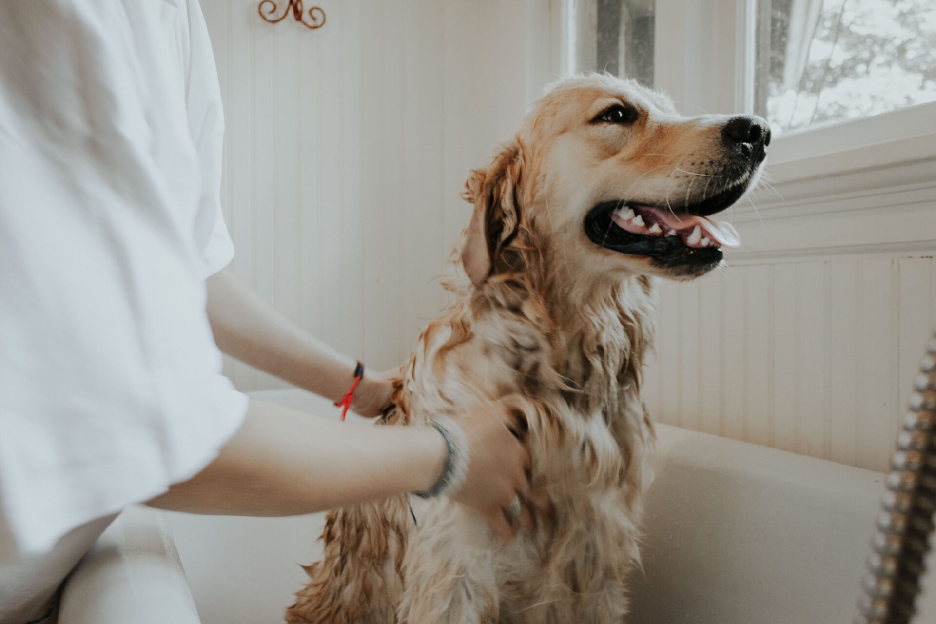 Make Your Dog Happy and Healthy With These Tips