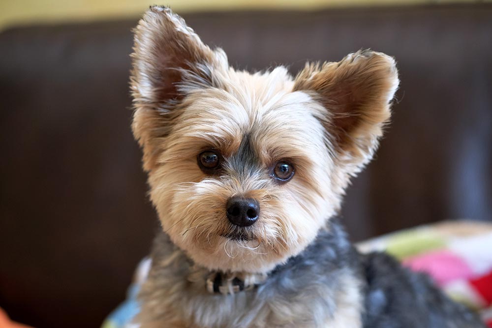 when do yorkies ears stand up