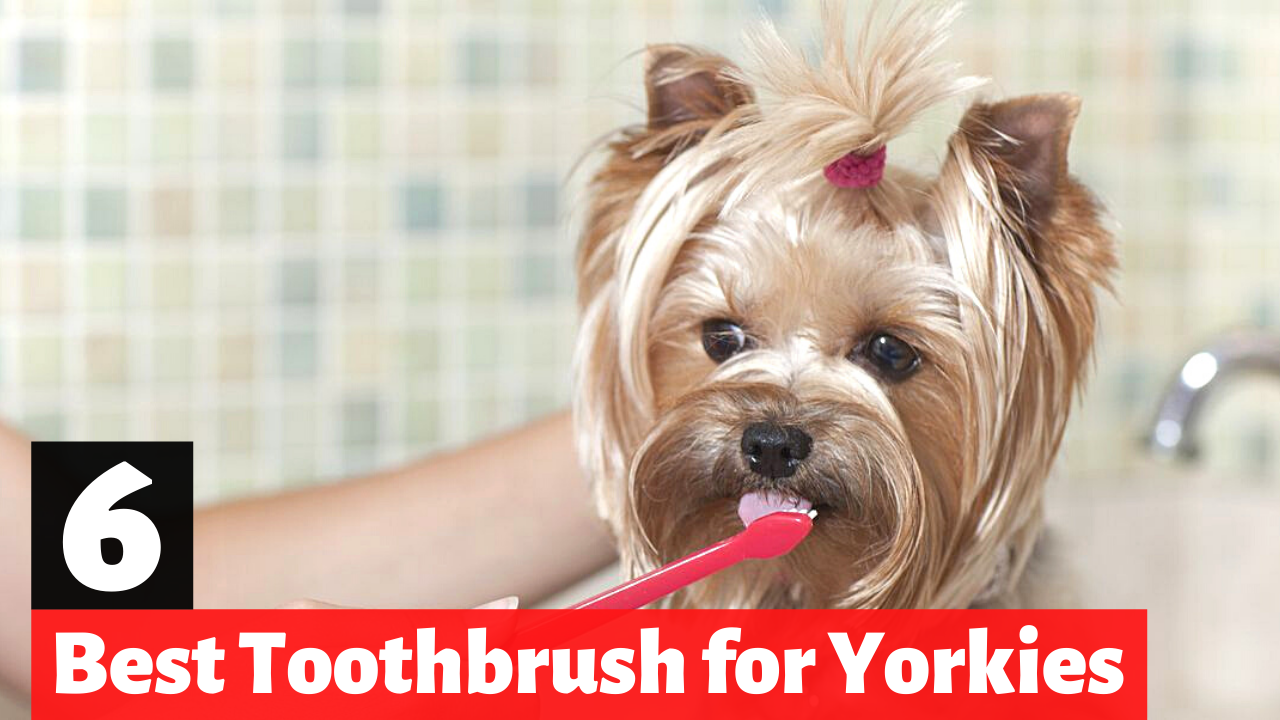 6 Best Toothbrushes for Yorkshire Terriers