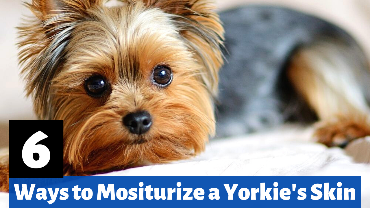 6 ways to moisturize a Yorkie's dry skin