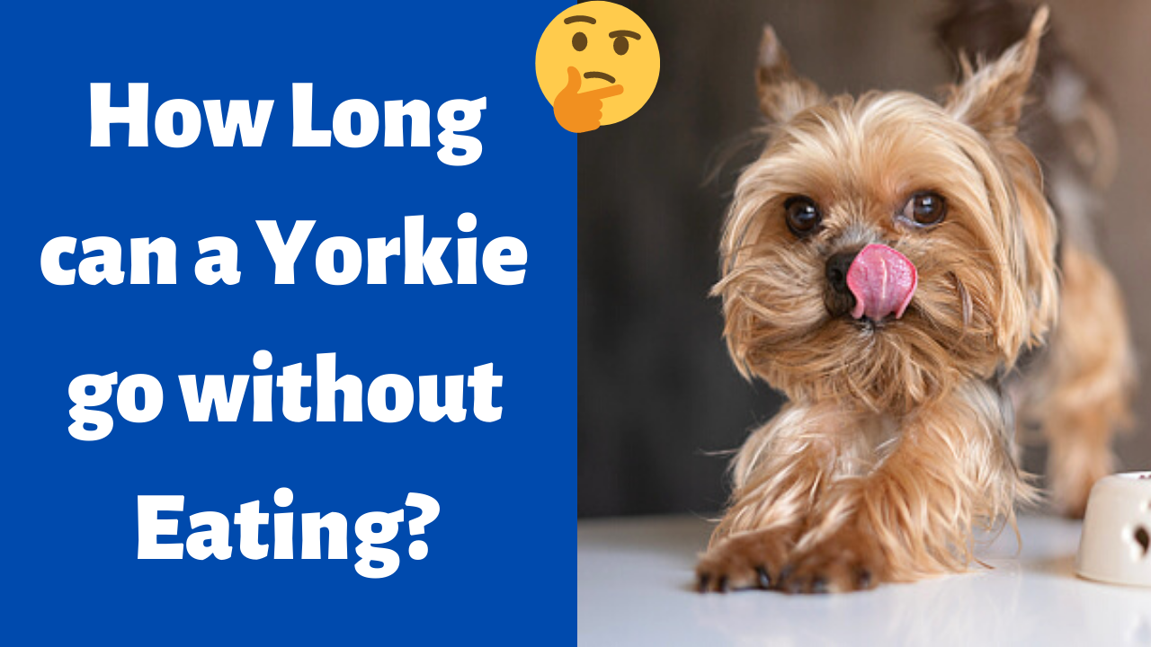 How Long can a Yorkie go without Eating