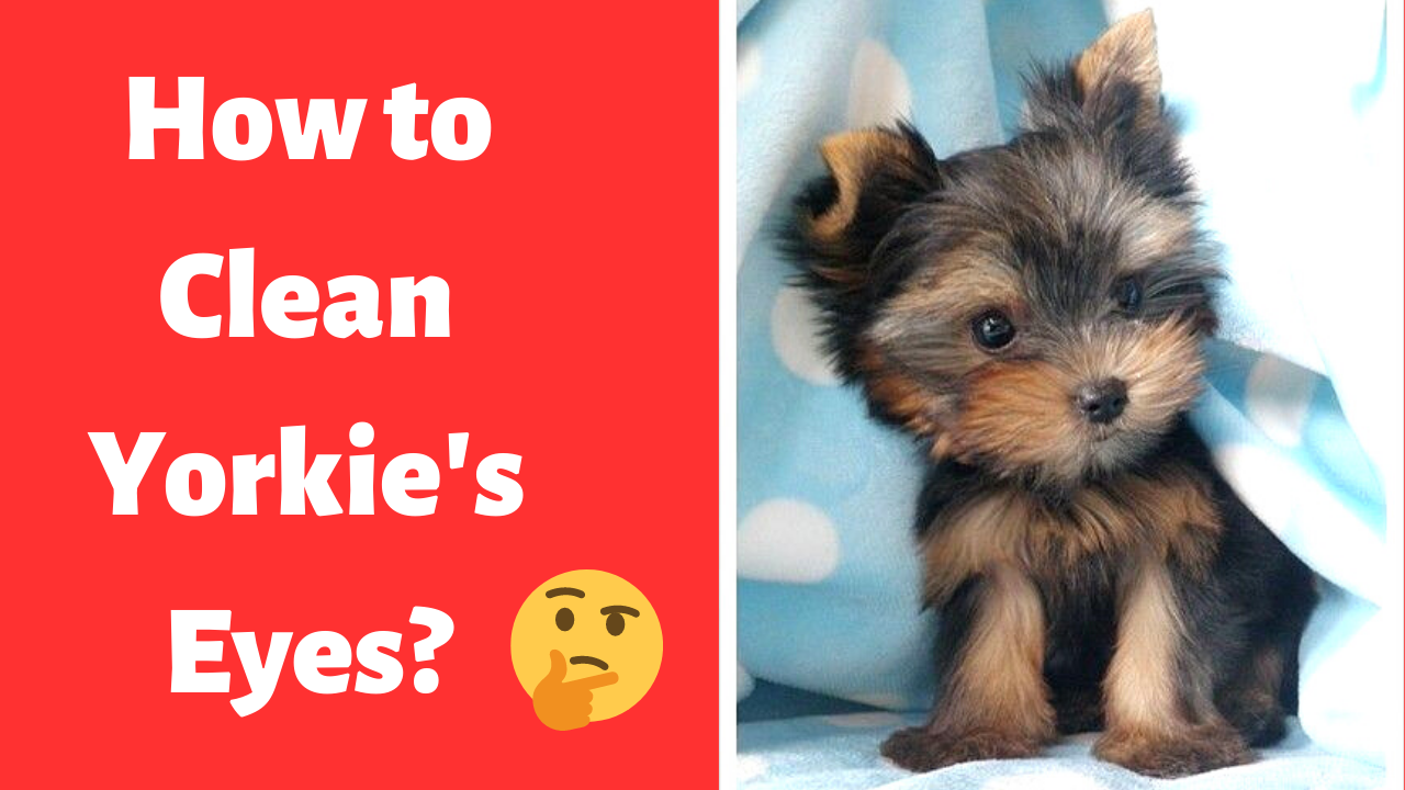How to Clean Yorkie's Eyes