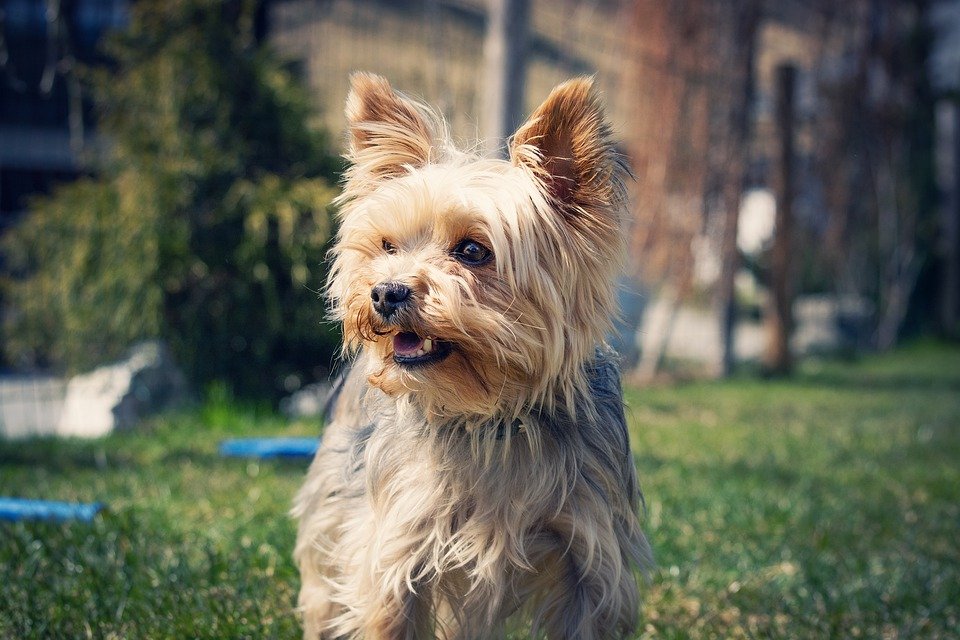 are yorkies emotionally supportive dogs