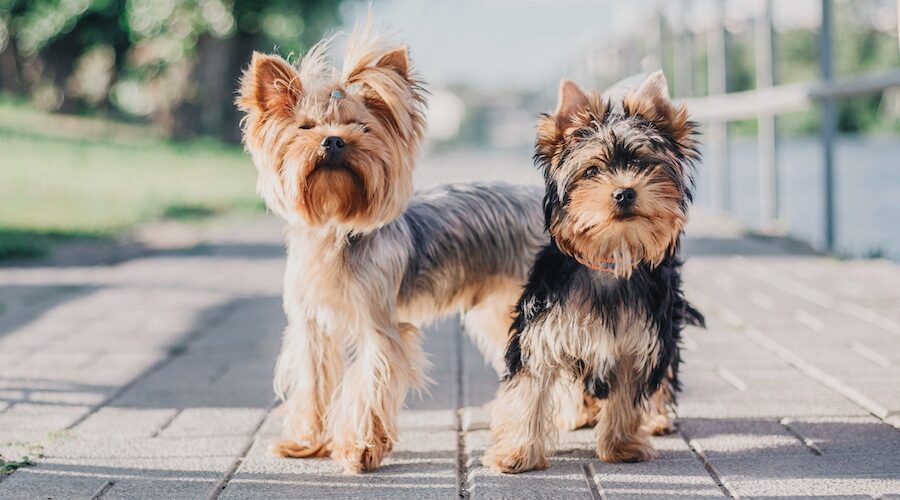 how much it costs to make a Yorkie a service dog